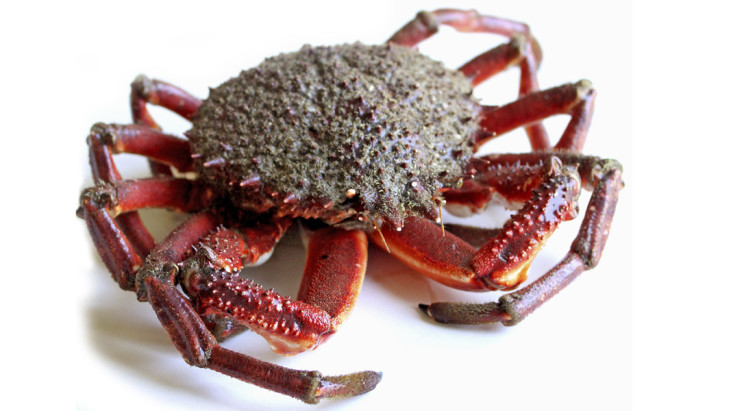 Spiny crab