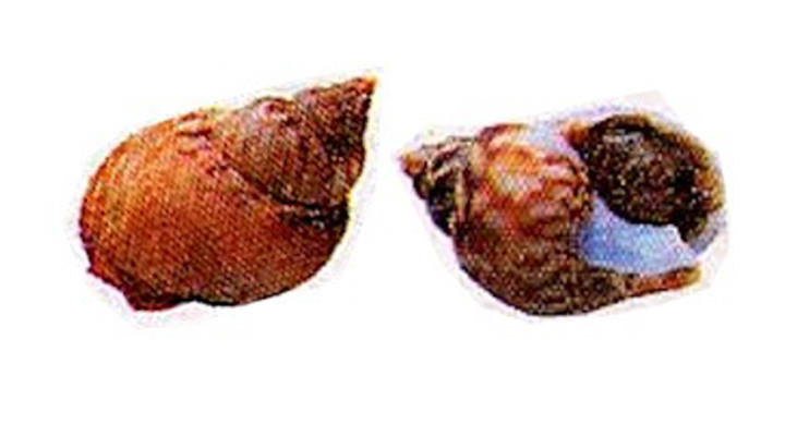 Sea snails or “maruzzelle”