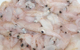 Baby squid