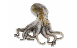 Musky octopus