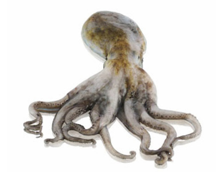 Musky octopus