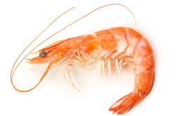 Baby shrimps