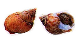 Sea snails or “maruzzelle”