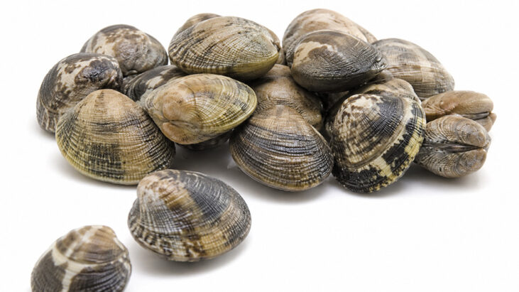 The Filipino Clam